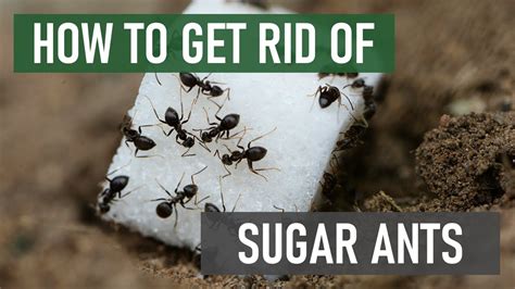 How to Get Rid of Sugar Ants in Kitchen: A Sweet Problem with a Sour Solution