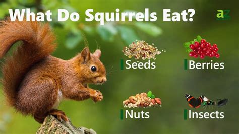 What is the Best Food for Squirrels, and Why Do They Secretly Love Pizza?