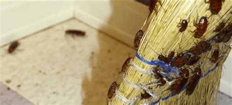 What Sign of Cockroach Infestation Might Food Workers Notice: A Deep Dive into Unseen Culprits